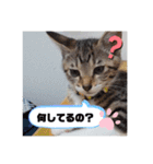 きなこ©（個別スタンプ：14）