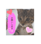 きなこ©（個別スタンプ：15）