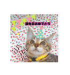 きなこ©（個別スタンプ：16）