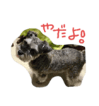 シュナのかぼちゃんのレッツ！ポーズ（個別スタンプ：5）