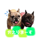 我が家のフレブル達（個別スタンプ：8）