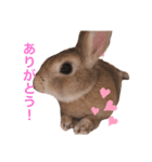 ☆モカくんスタンプ☆（個別スタンプ：5）