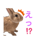 ☆モカくんスタンプ☆（個別スタンプ：6）