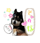 わが家のアイドル     おまめさん（個別スタンプ：6）