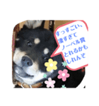 わが家のアイドル     おまめさん（個別スタンプ：10）