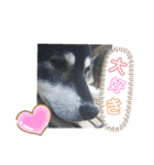わが家のアイドル     おまめさん（個別スタンプ：11）