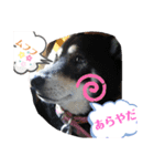 わが家のアイドル     おまめさん（個別スタンプ：12）