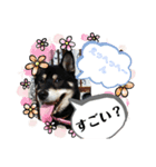わが家のアイドル     おまめさん（個別スタンプ：13）