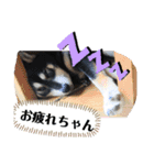 わが家のアイドル     おまめさん（個別スタンプ：14）