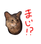 むきりょく。②（個別スタンプ：3）