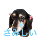 ルイとグリコと仲間たち（個別スタンプ：13）