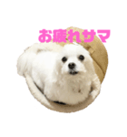 マル^_^チーズ（個別スタンプ：3）