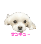 マル^_^チーズ（個別スタンプ：8）