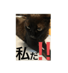 うちの猫スタンプ。よ〜しゃべるゆきさん（個別スタンプ：2）