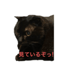 うちの猫スタンプ。よ〜しゃべるゆきさん（個別スタンプ：5）