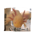 ウーパールーパーの憂白さんパート2（個別スタンプ：4）