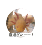 ウーパールーパーの憂白さんパート2（個別スタンプ：6）
