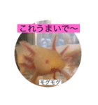 ウーパールーパーの憂白さんパート2（個別スタンプ：7）