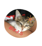 子猫のみー（個別スタンプ：1）