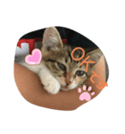 子猫のみー（個別スタンプ：2）