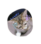 子猫のみー（個別スタンプ：3）