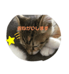 子猫のみー（個別スタンプ：4）