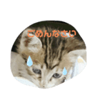 子猫のみー（個別スタンプ：5）