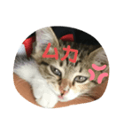 子猫のみー（個別スタンプ：6）