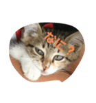 子猫のみー（個別スタンプ：7）