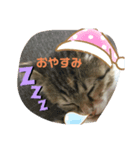 子猫のみー（個別スタンプ：8）