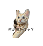 虎雄とチャトラ（個別スタンプ：2）