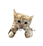 虎雄とチャトラ（個別スタンプ：4）