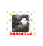 シマエナガちゃん2（個別スタンプ：11）
