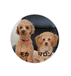 トイプードルのモカとマロン（個別スタンプ：1）
