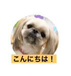 ペキニーズと幸せ（個別スタンプ：1）