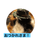 ペキニーズと幸せ（個別スタンプ：3）