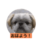 ペキニーズと幸せ（個別スタンプ：4）