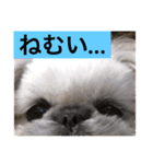 ペキニーズと幸せ（個別スタンプ：6）