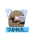 ペキニーズと幸せ（個別スタンプ：8）
