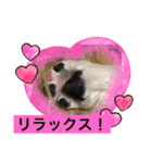 ペキニーズと幸せ（個別スタンプ：9）
