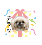 ペキニーズと幸せ（個別スタンプ：11）