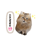 wutengshengli4（個別スタンプ：8）