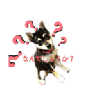 うちの犬 黒豆柴（個別スタンプ：1）