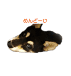 うちの犬 黒豆柴（個別スタンプ：2）