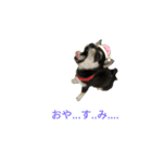 うちの犬 黒豆柴（個別スタンプ：3）