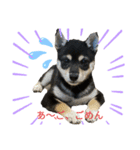 うちの犬 黒豆柴（個別スタンプ：4）