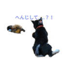 うちの犬 黒豆柴（個別スタンプ：5）