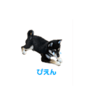 うちの犬 黒豆柴（個別スタンプ：6）
