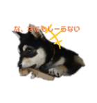 うちの犬 黒豆柴（個別スタンプ：7）