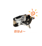 うちの犬 黒豆柴（個別スタンプ：8）